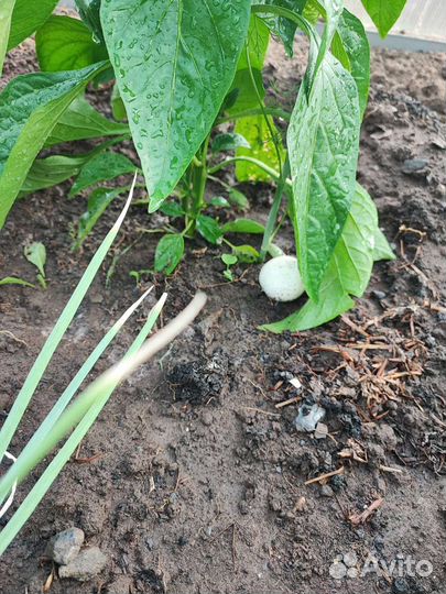 Мульча (Компост от шампиньонов)