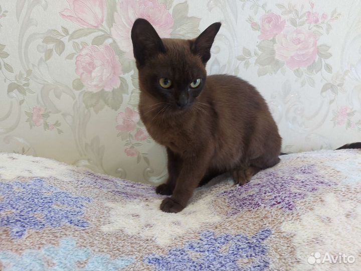 Бурманская кошечка