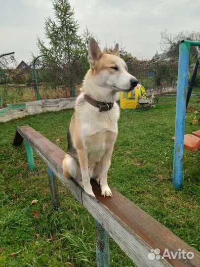 Собака в дар в добрые руки