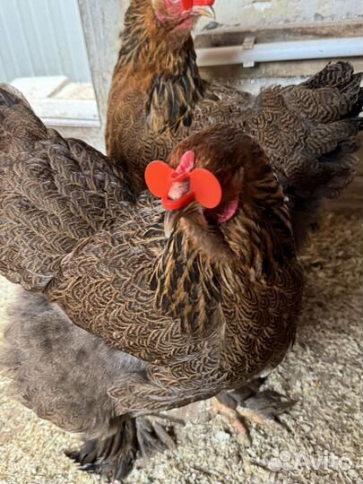 Семья брама