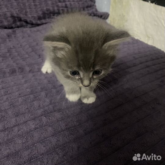 Котята в добрые руки бесплатно