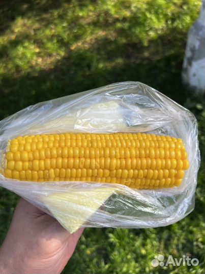 Кукуруза в початках