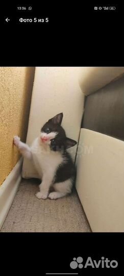 Кошка