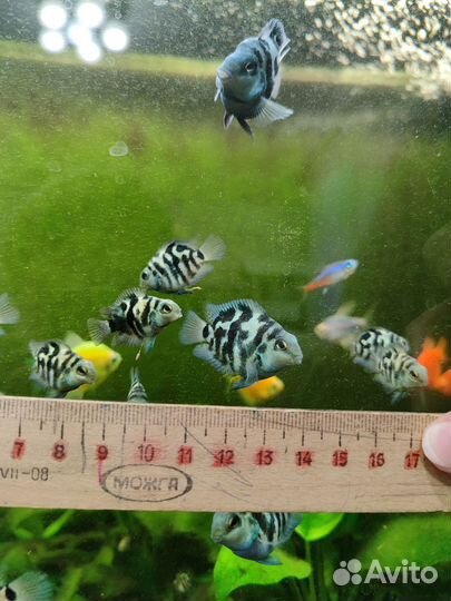 Рыбки сапфировый попугай