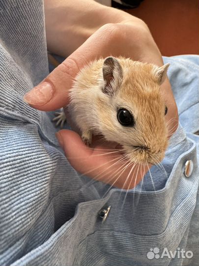 Мышь песчанка