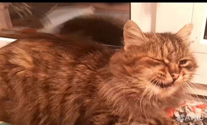 Кошка ищет дом