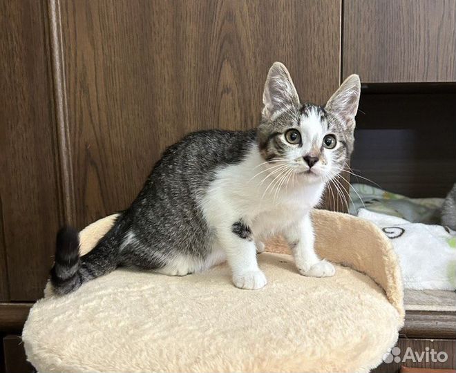 Сладкий мальчик Зефир