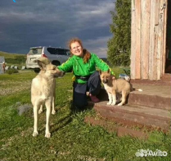 Выгул собак, кошки, зооняня приходящая