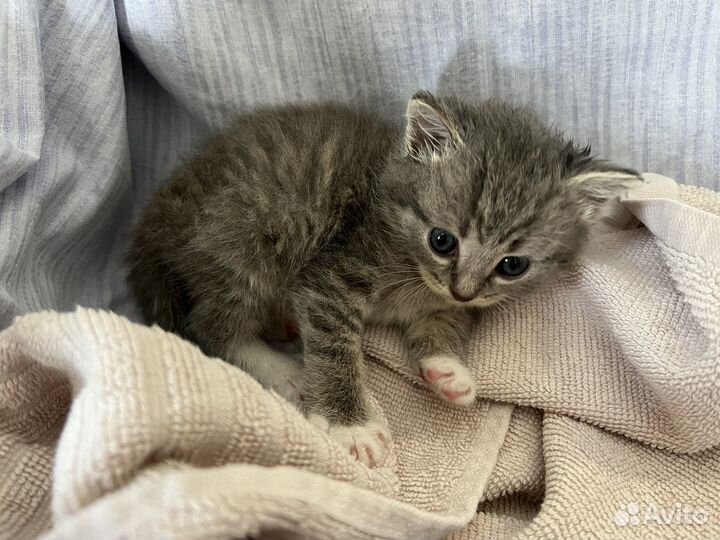 Котенок серый мальчик