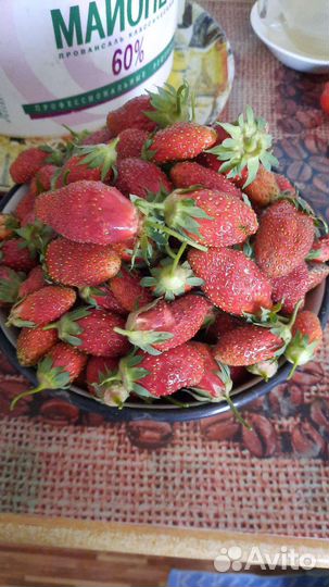 Рассада клубники