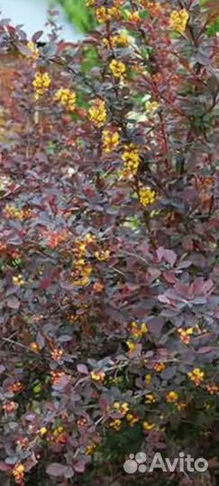 Барбарис садовый