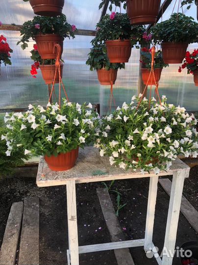 Кашпо подвесные из сурфиний