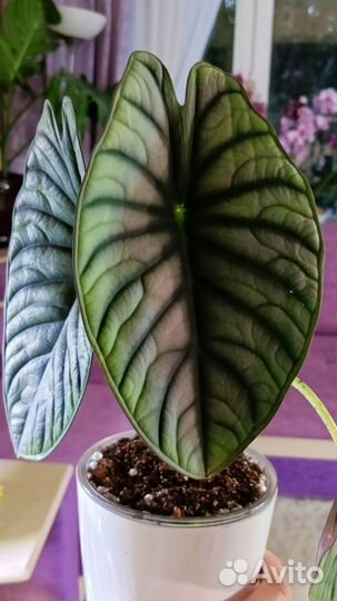 Алоказия Мело,Небула, Одора