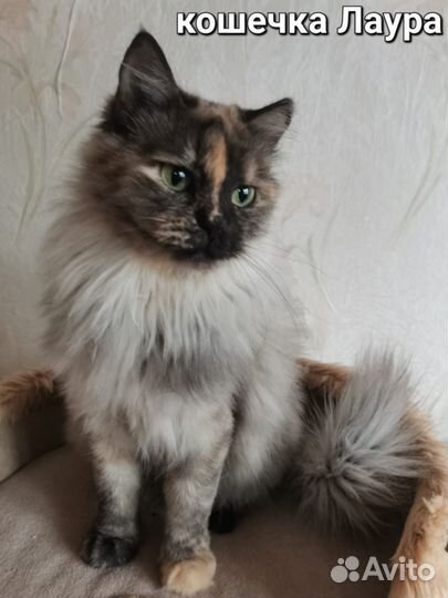 Котейки на выбор