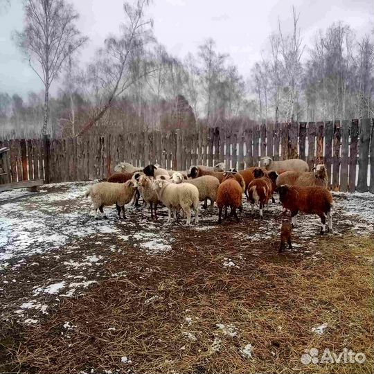 Продам овец
