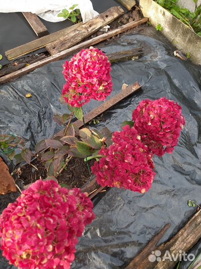 Гортензия Самарская Лидия