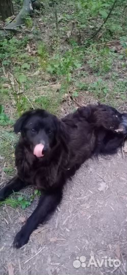Собаки бесплатно