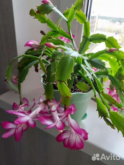 Декабрист шлюмбергера