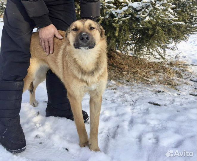 Ищу самого лучшего хозчина