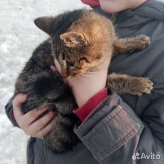 Кот в добрые руки