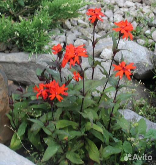 Лихнис Везувий