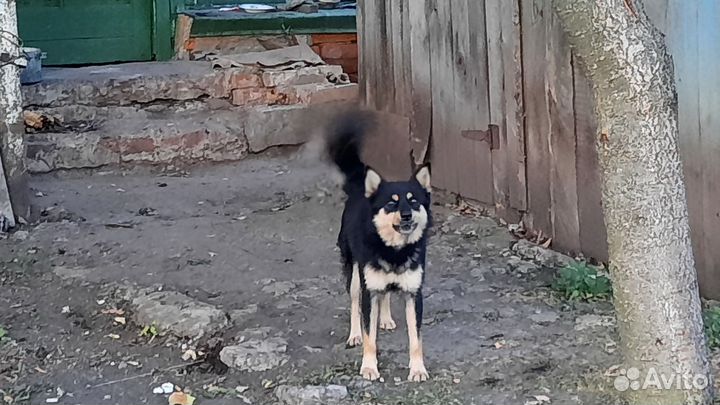 Другие породы