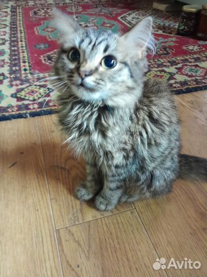 Кошка