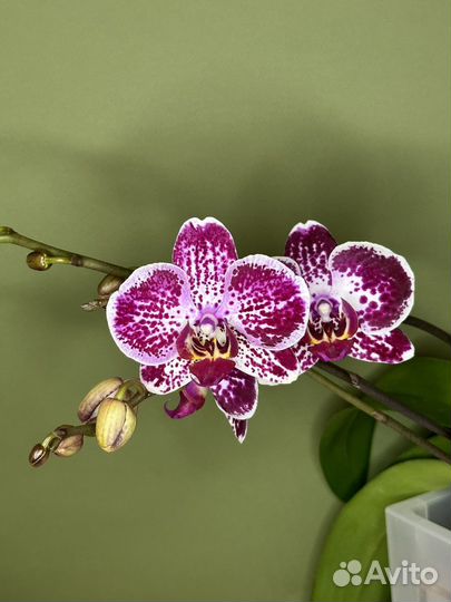 Орхидея фаленопсис Phal. Asian Pearl
