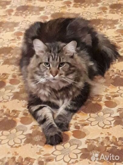 Домашняя передержка животных