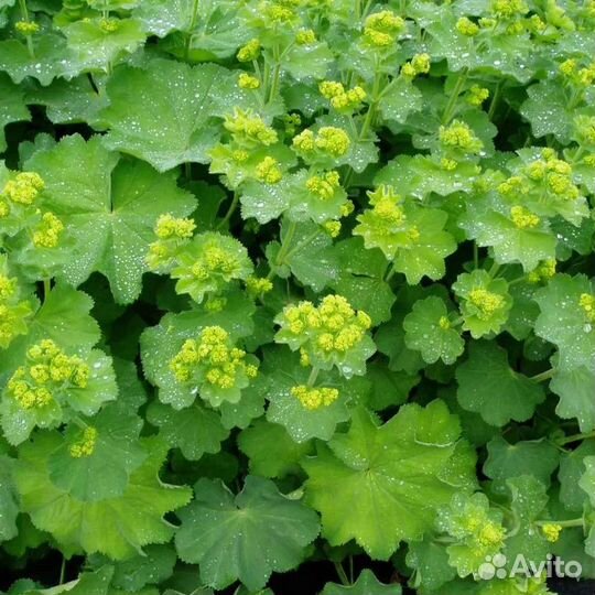 Манжетка мягкая зкс