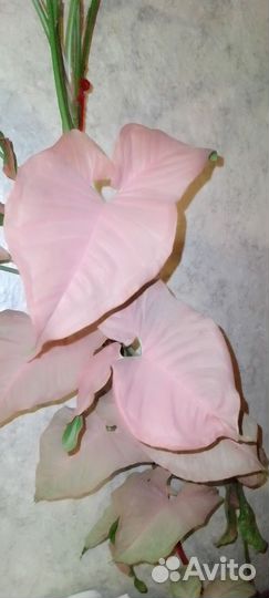 Сингониум neon