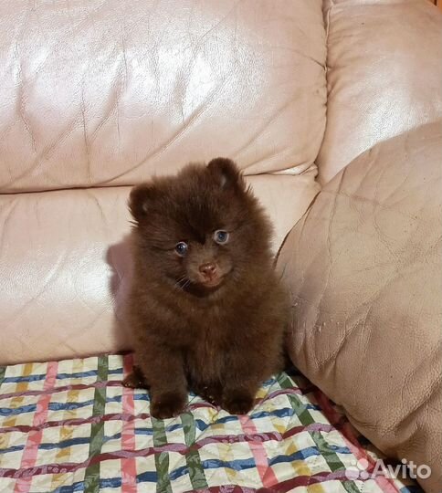 Щенки шпица