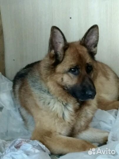 Передержка собак