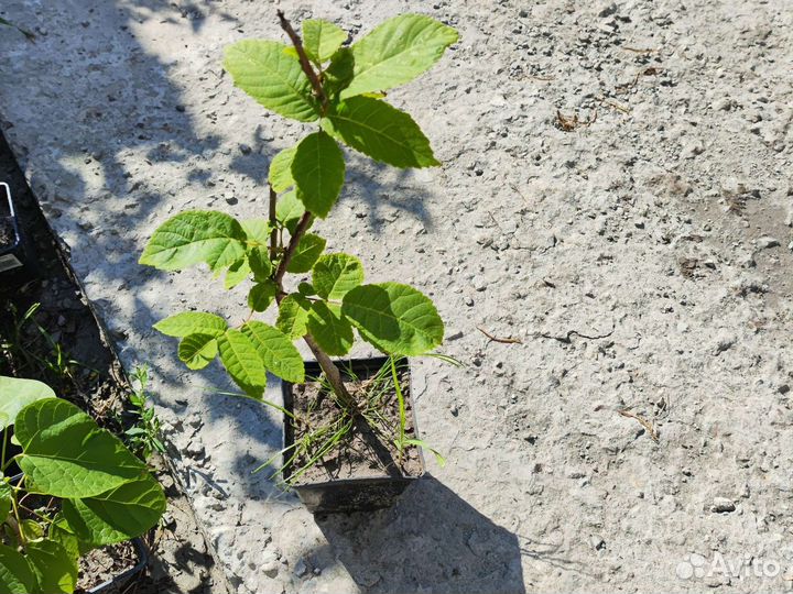 Орех маньчжурский