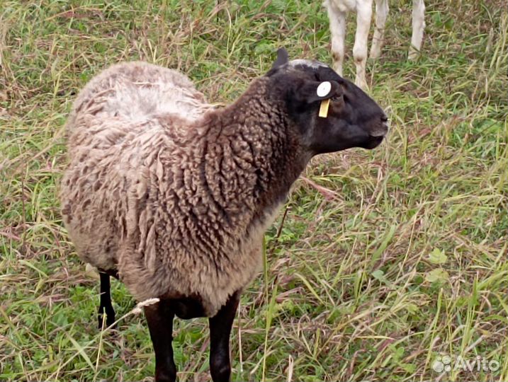 Стадо баранов