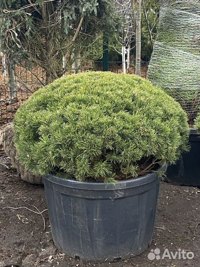 Сосна горная пумилио