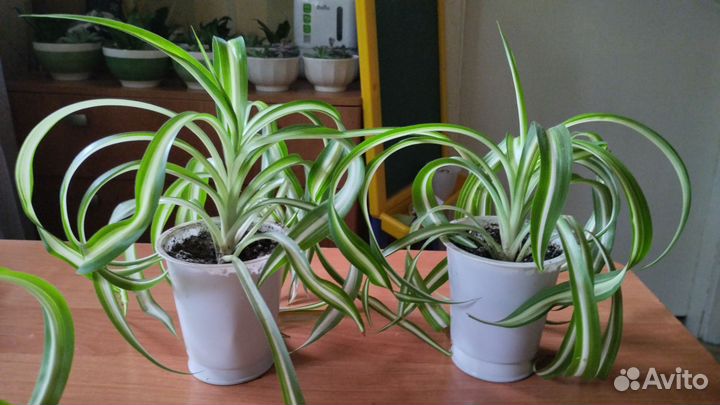 Хлорофитум кудрявый