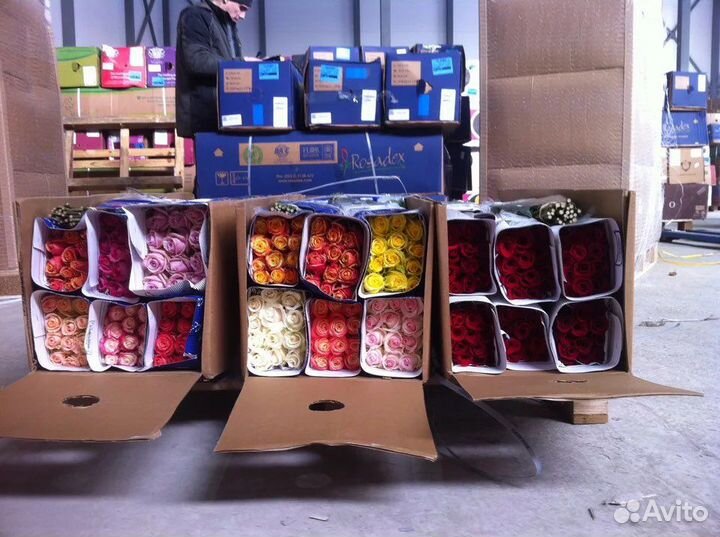 Цветы оптом розы