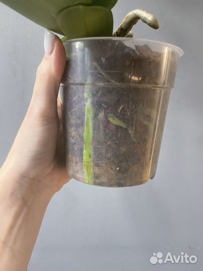 Орхидея фаленопсис мини