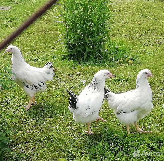 Куры Несушки, Ломан Браун, Хайсекс, Коралл