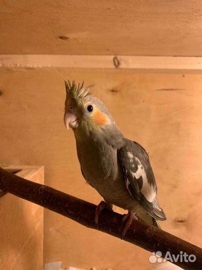 Птенцы кореллы