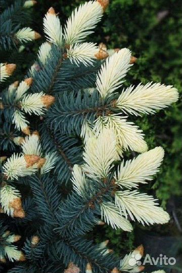 Ель голубая Биалобок