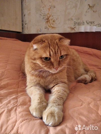 Шотландская