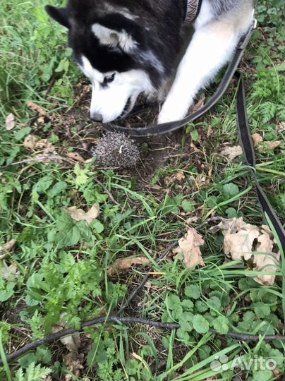 Вязка кобель Сибирский Хаски