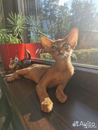 Абиссинское чудо