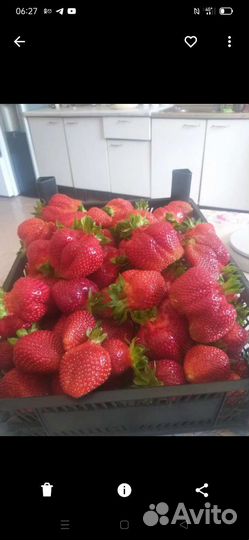 Рассада клубники