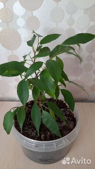 Фикус бенджамина