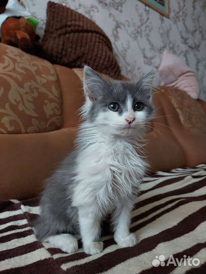 Котята в добрые руки (девочки)