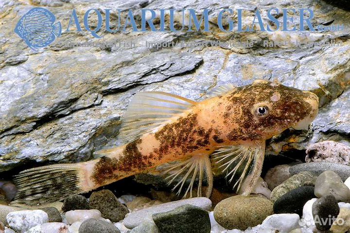 Золотой леопард анциструс