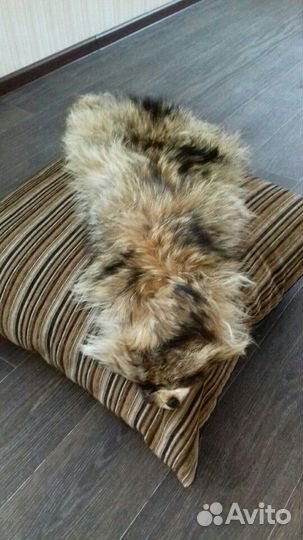 Шкура енота